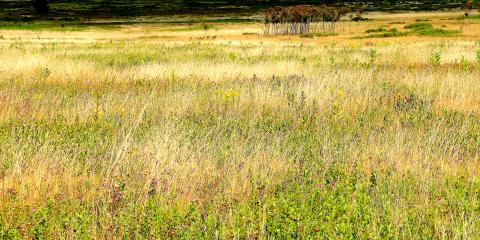 skyline big meadow 2011