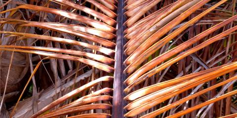 dried palm 2011 vieques
