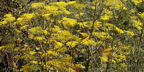 monterey yellow flowers 2006